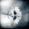 „P„u„‚„u„r„€„x„{„p „s„‚„…„x„€„r „„€ „‚„u„s„y„€„~„p„} „Q„€„ƒ„ƒ„y„y (by Anilethy)
